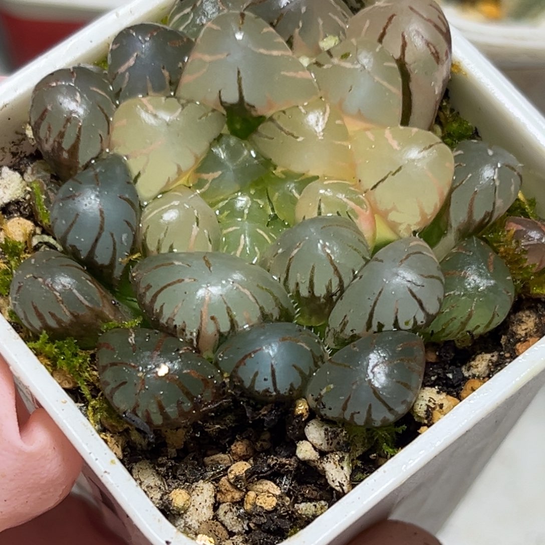 十二卷多肉植物1733大紫