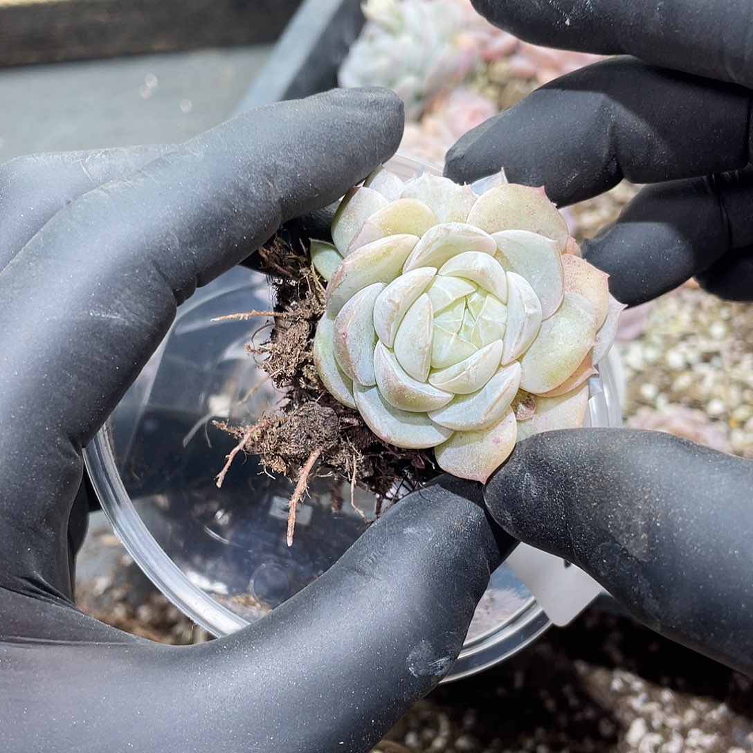 ****涵204。 定。          