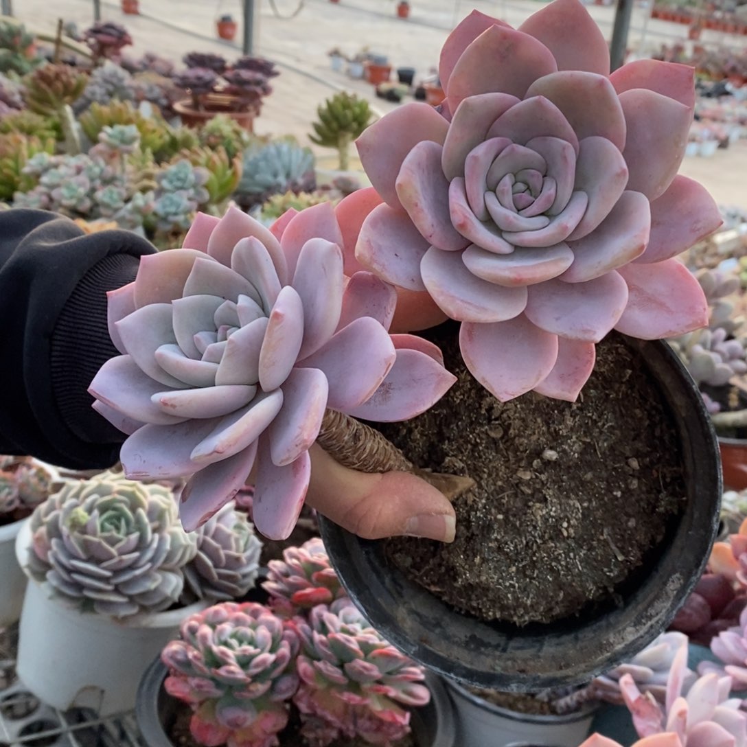 红茶双头老桩，120杯