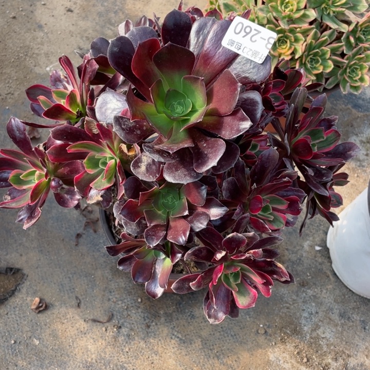 260赤霞飞阴阳多肉。12345789