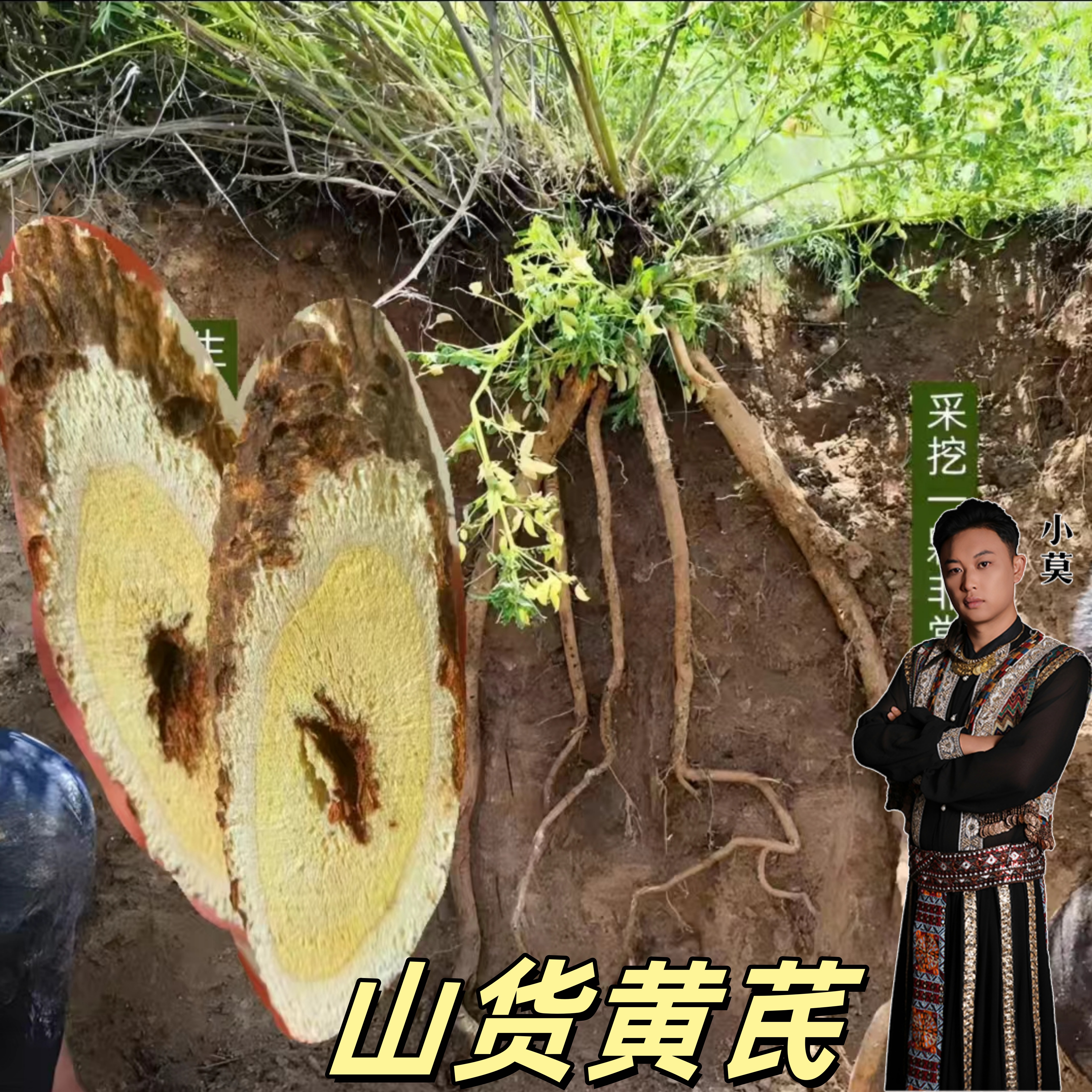 【山货黄芪】（龙眼黄芪+生长年现长）250g起                      M