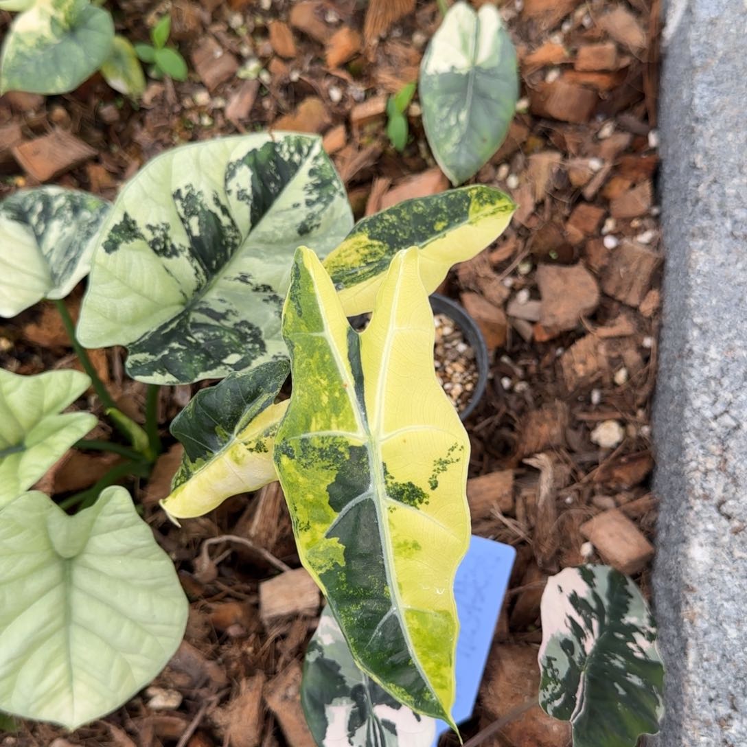 3-1211泰国发货海芋