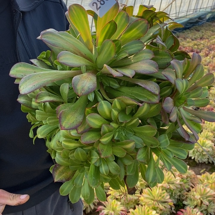 285美杜莎中班多肉