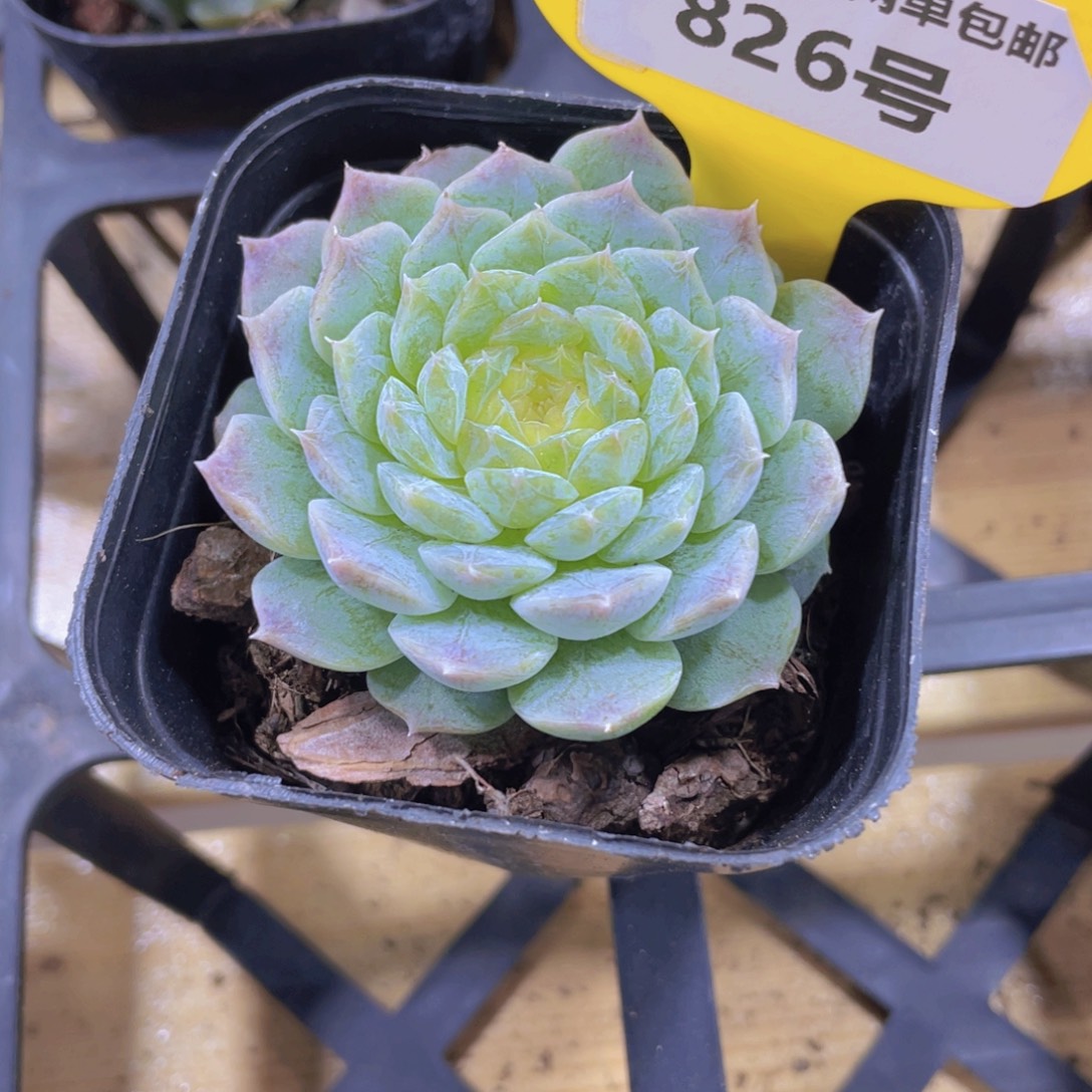 826号 睫毛冰心孤品