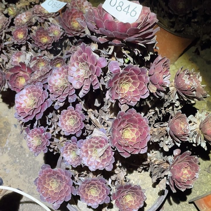 多肉植物法师846黑铜壶中班