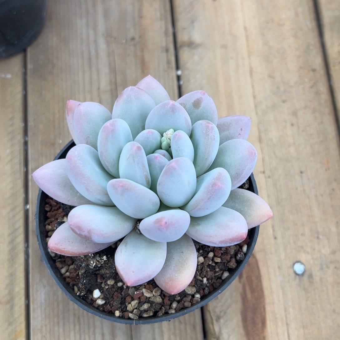 单头香水，福利多多！