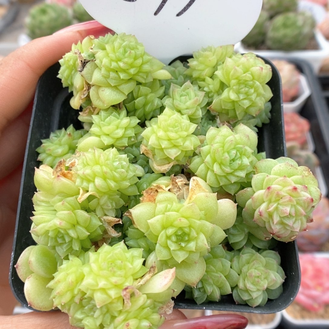 油透麦杆可拍579号。