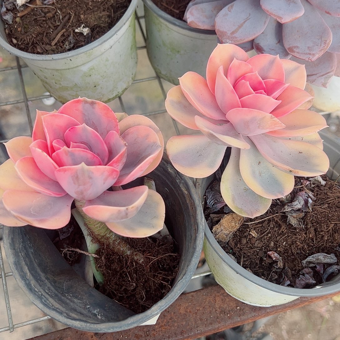 彩虹大单头精品特价二盆