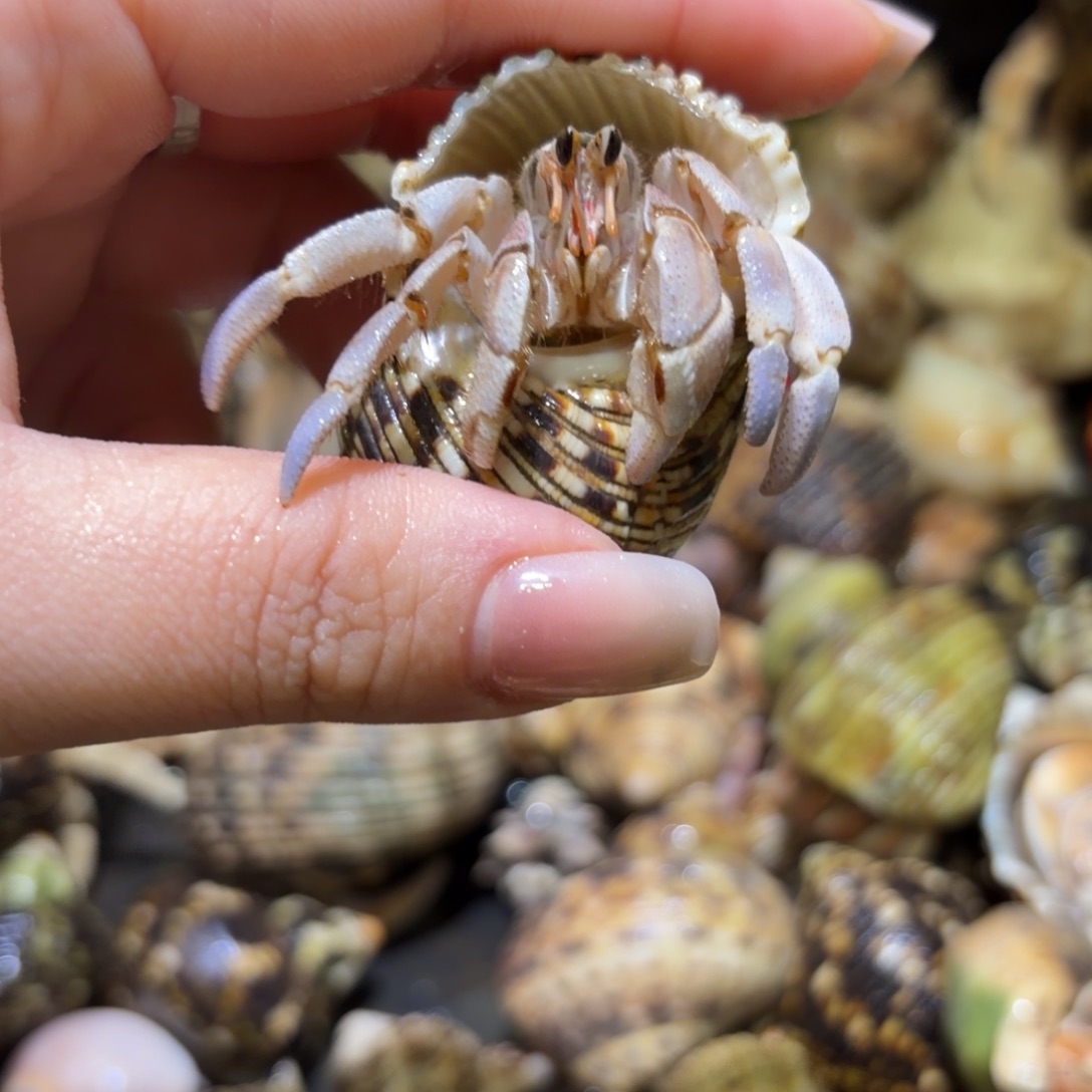 活体寄居蟹 不退不换49