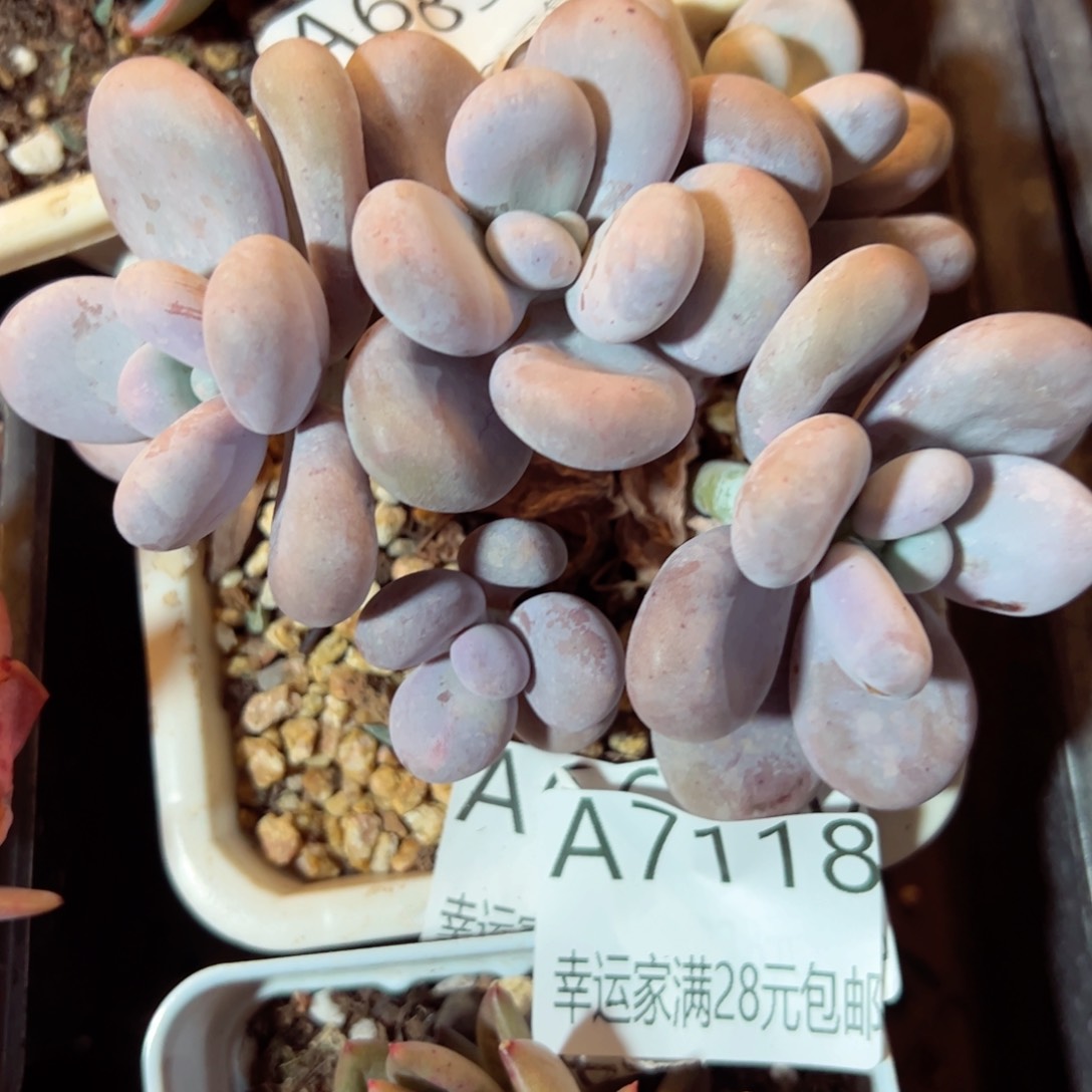 幸运的是我的朋友