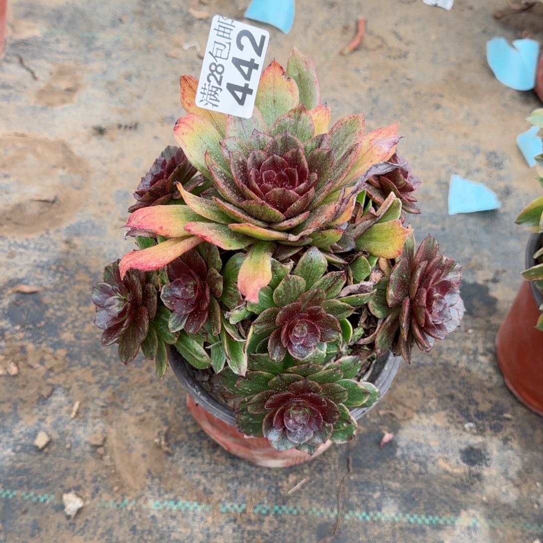 红丝绒多肉442满28包邮断枝不包