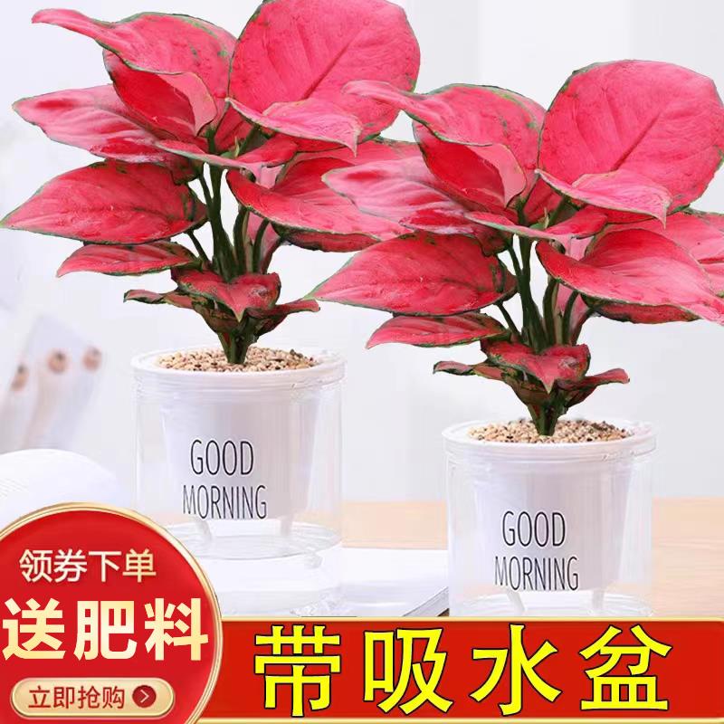 吉利红盆栽客厅四季好养水培植物如意皇后万年红办公室内桌面盆景