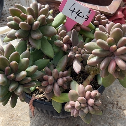 酌***花44南果奶一个脱土多肉