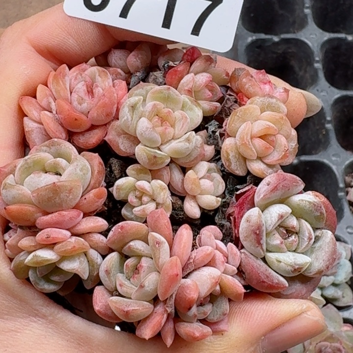 多肉植物多肉植物