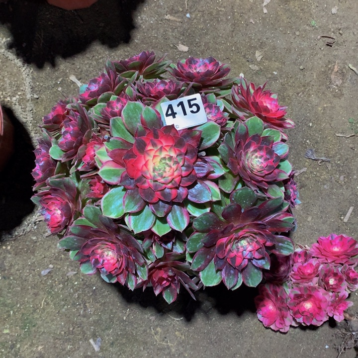 花***语无花朵黑魔锦4150000000