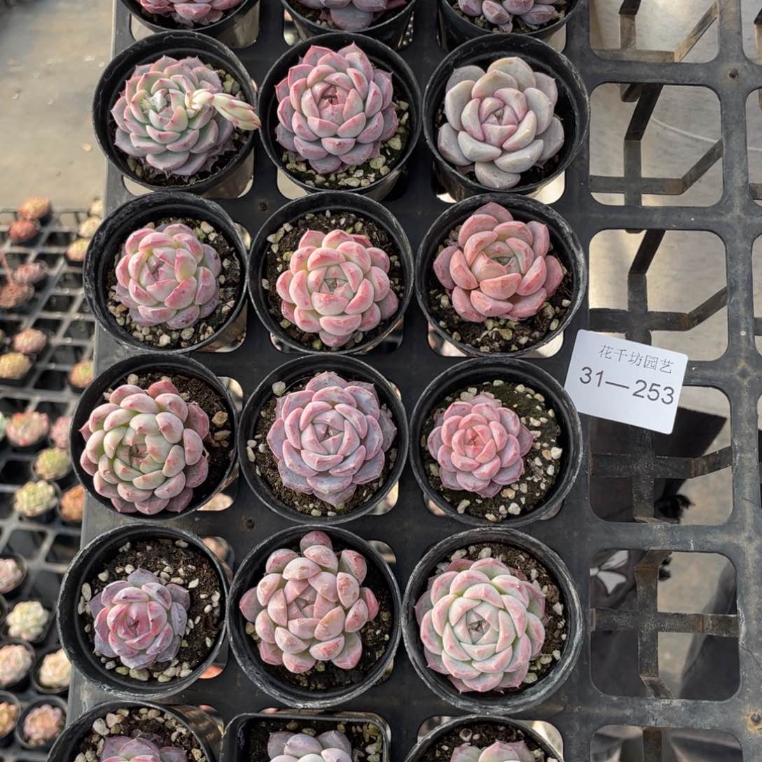 霞*一物一拍18棵31-253