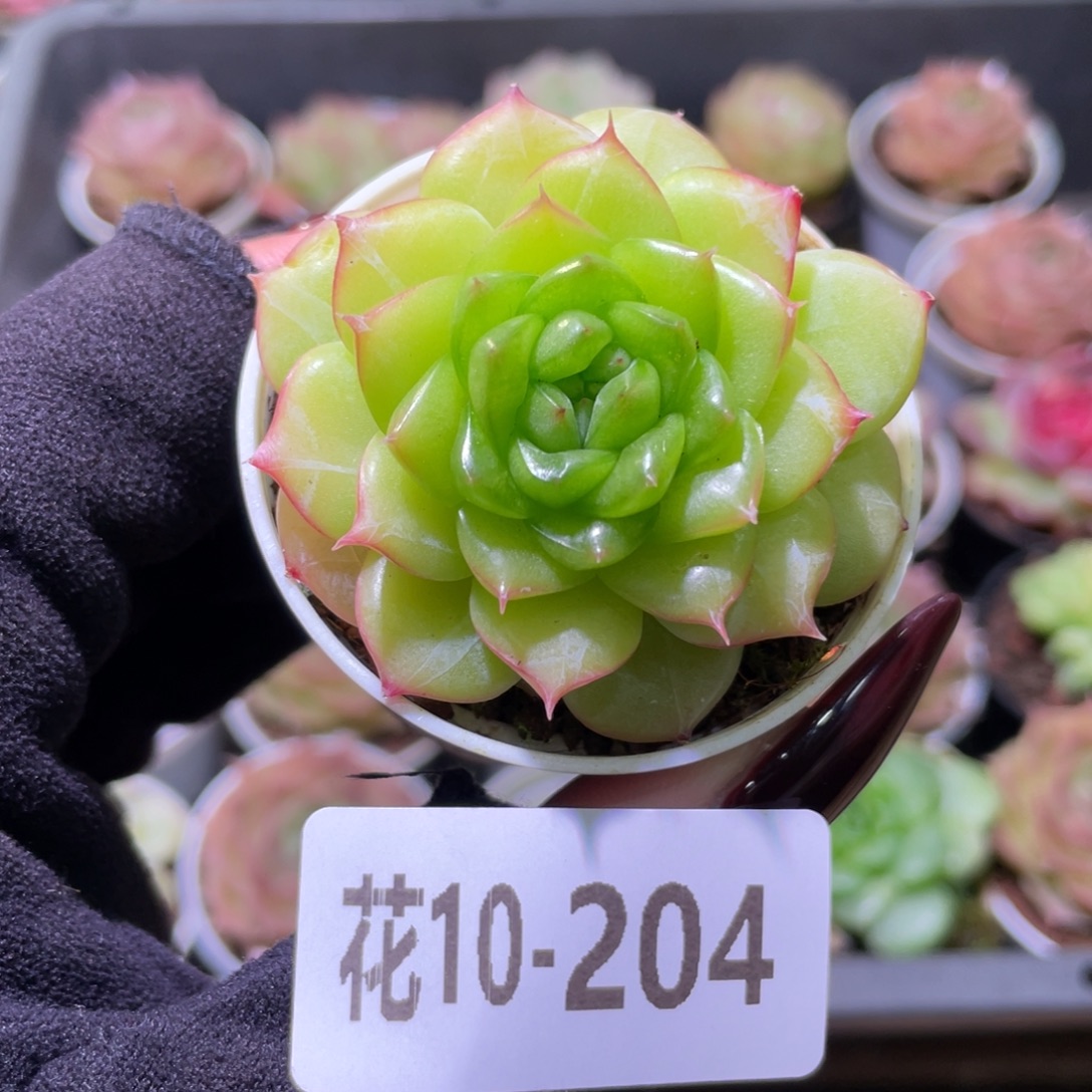 花利美10-204铂金叶
