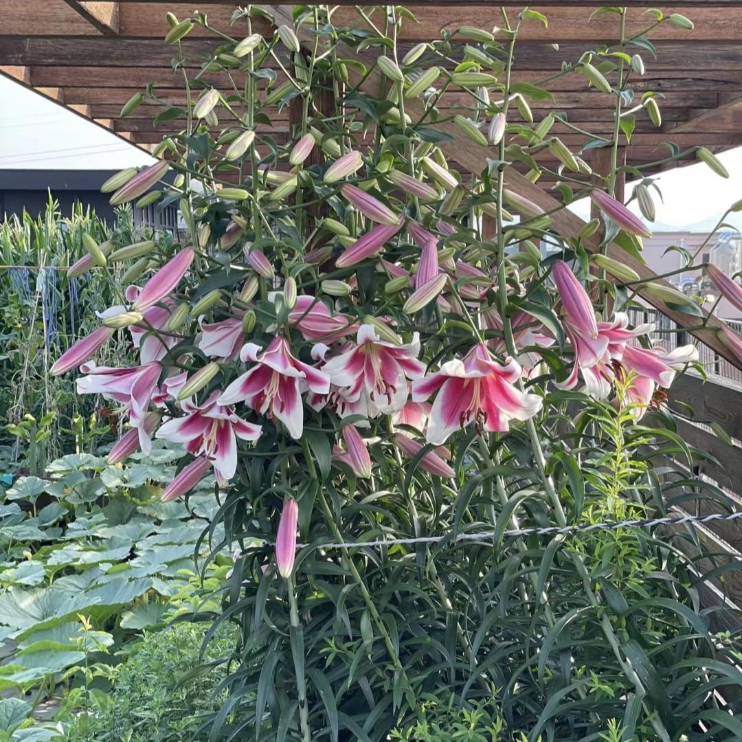 《美素周长16/18cm》进口单瓣香水百合种球1颗