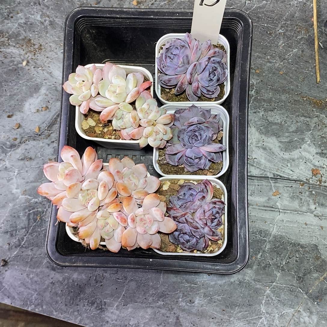 冇***名13号一筐三颗黑橙和星影两颗