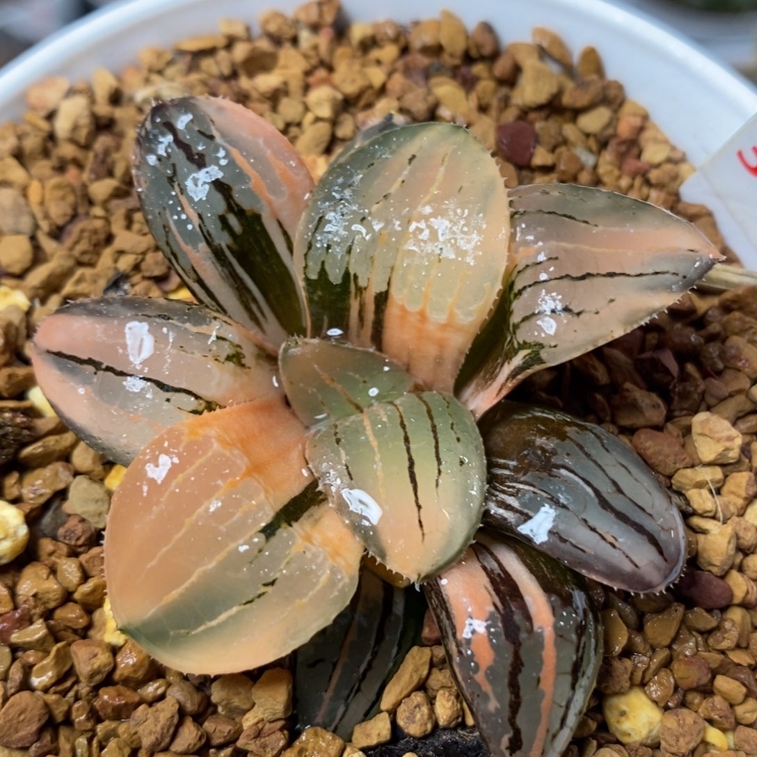 317亲脂姬锦一物一拍