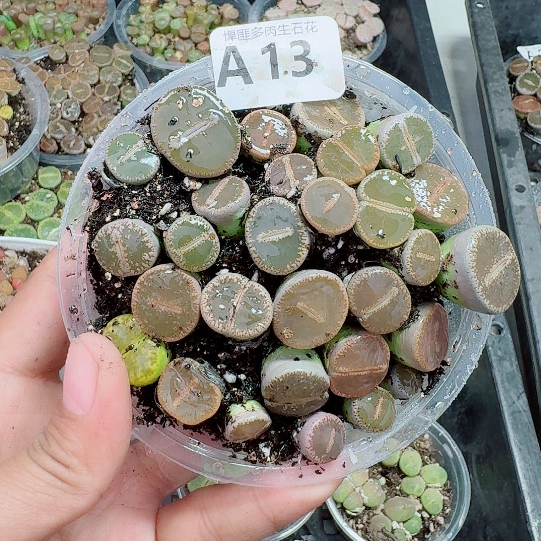 13多肉植物多肉植物