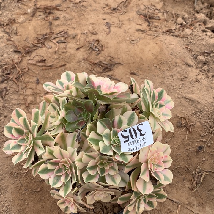 305粉女巫绣球4号棚