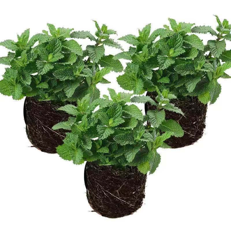 可食用薄荷盆栽驱蚊室内办公室阳台绿植植物好养易活净化空气