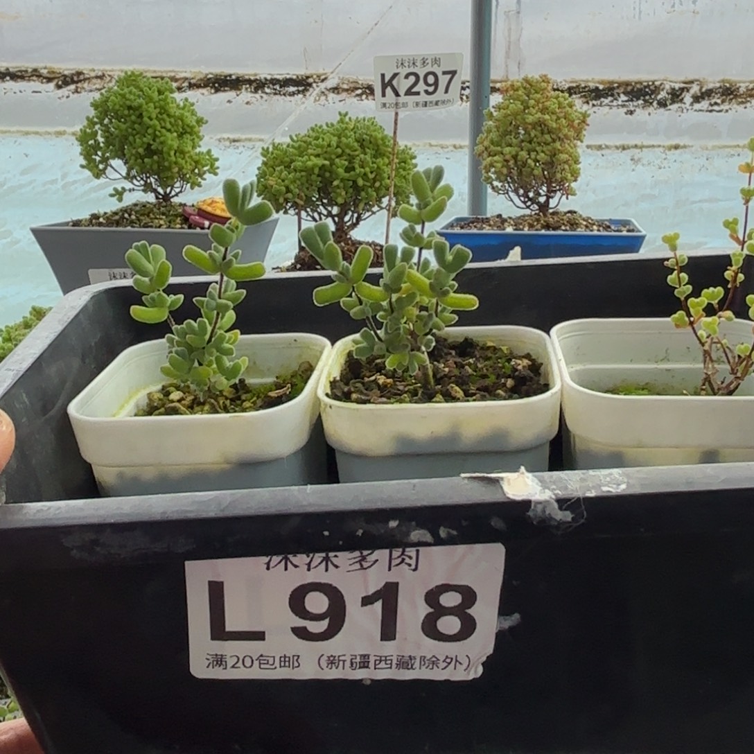 冷***柠918下播福利组合哦