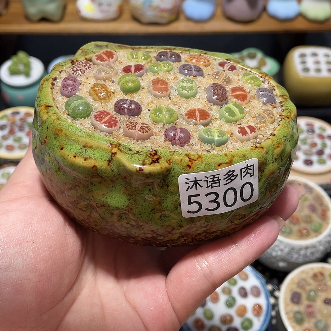 带盆土植物 一物一拍