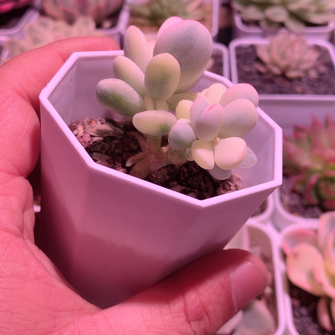 福娘锦多肉植物老桩。。。。。。