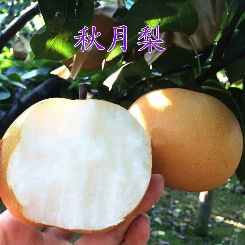 梨树苗嫁接秋月梨翠冠梨皇冠梨各种梨树南方北方种植盆栽地栽种植