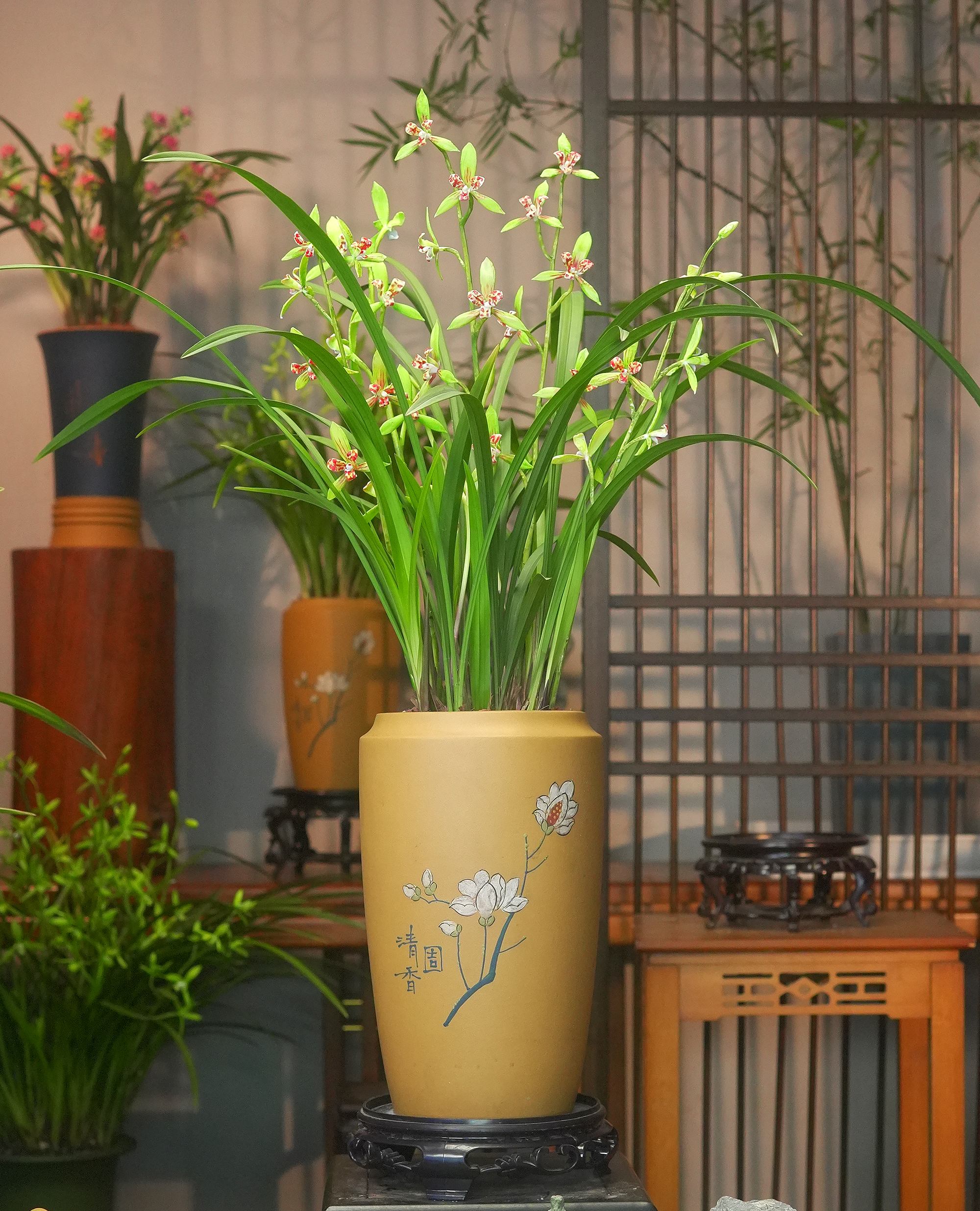建兰铭品三星蝶带花苞带玉兰盆紫砂盆名贵兰花办公室内阳台盆栽