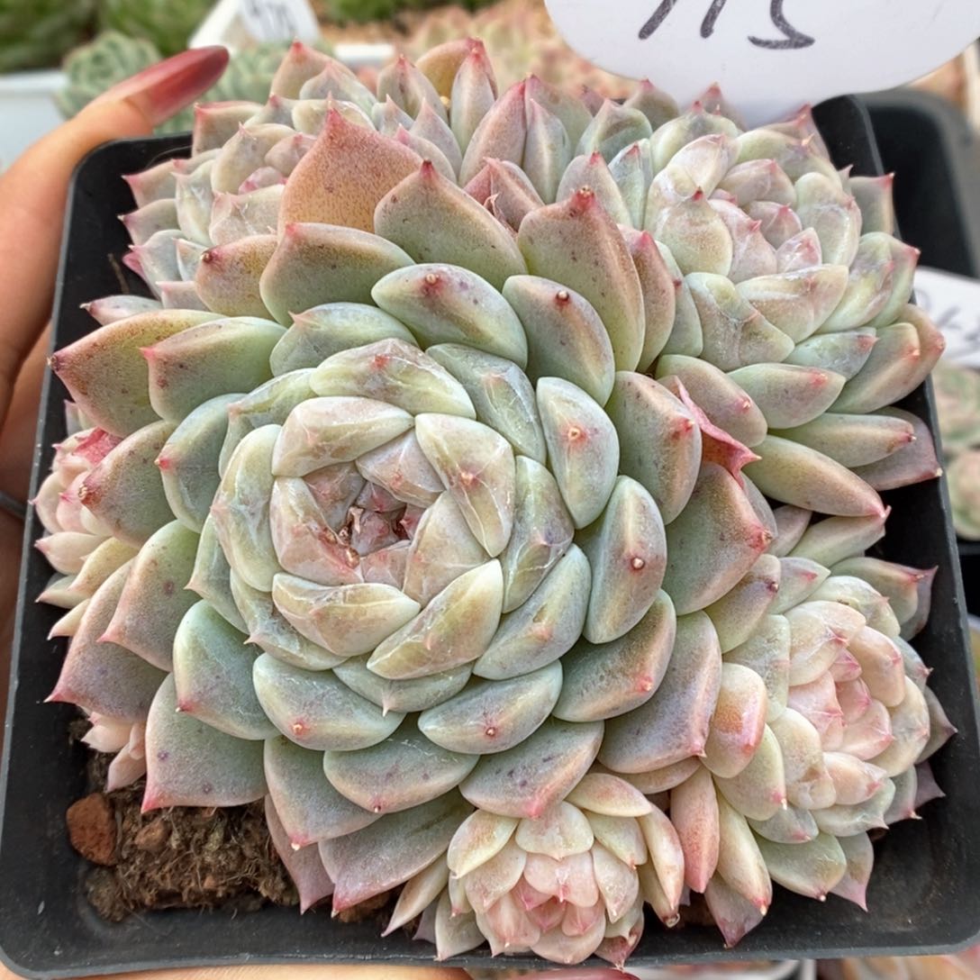 糖心冰魄群生可拍715号。 