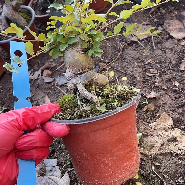 冬***雪无花朵30菊花菊花计划经济