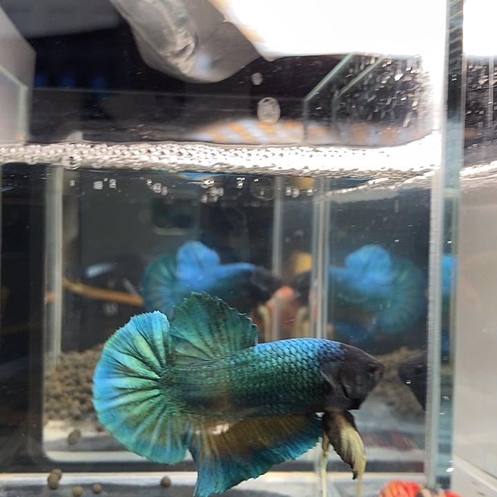 斗鱼黑168号巨斗将军