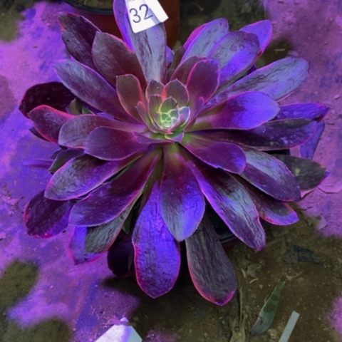 金丝却多肉植物3270