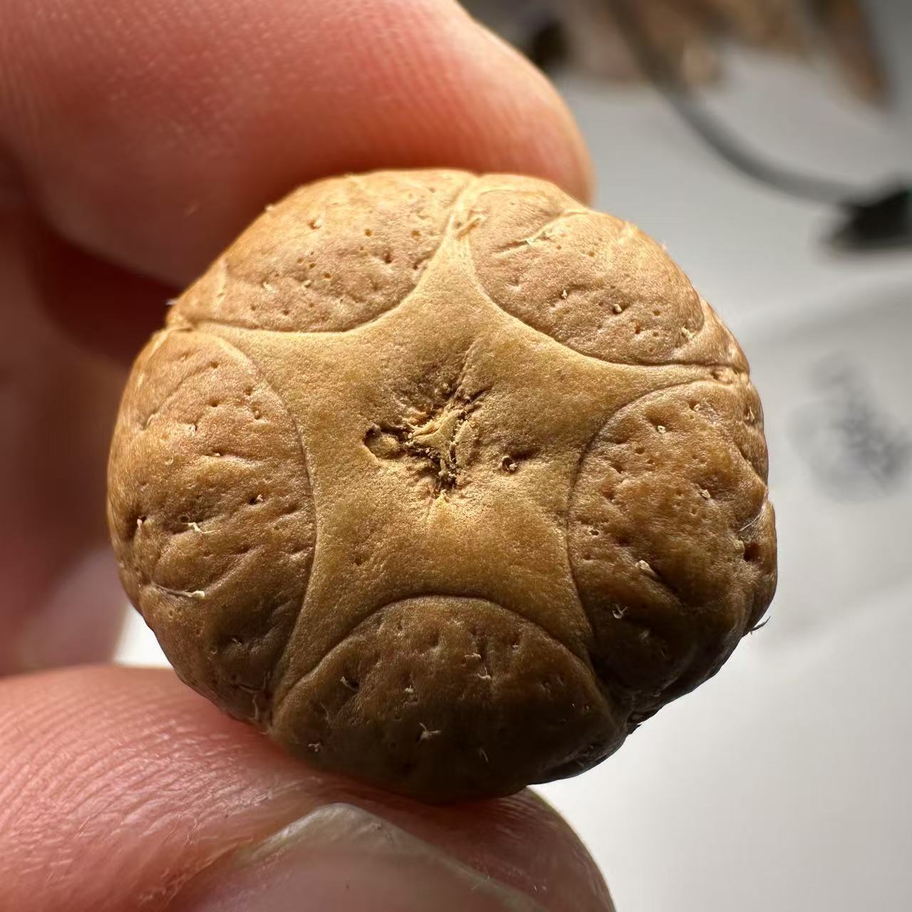 尼泊尔五星菩提，尺寸20，sss系列，货号42