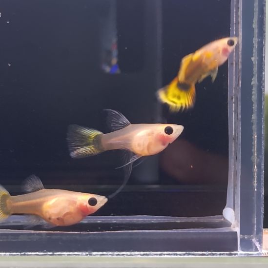 孔雀鱼品系孔雀鱼，自家繁育，视频对鱼。一组一拍