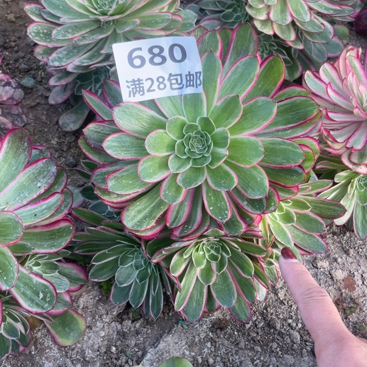 专****瓷680三号棚孔雀翎多肉