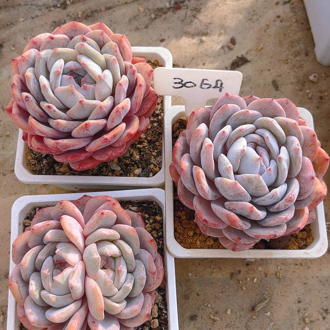 橙梦露三颗3064号一物一拍