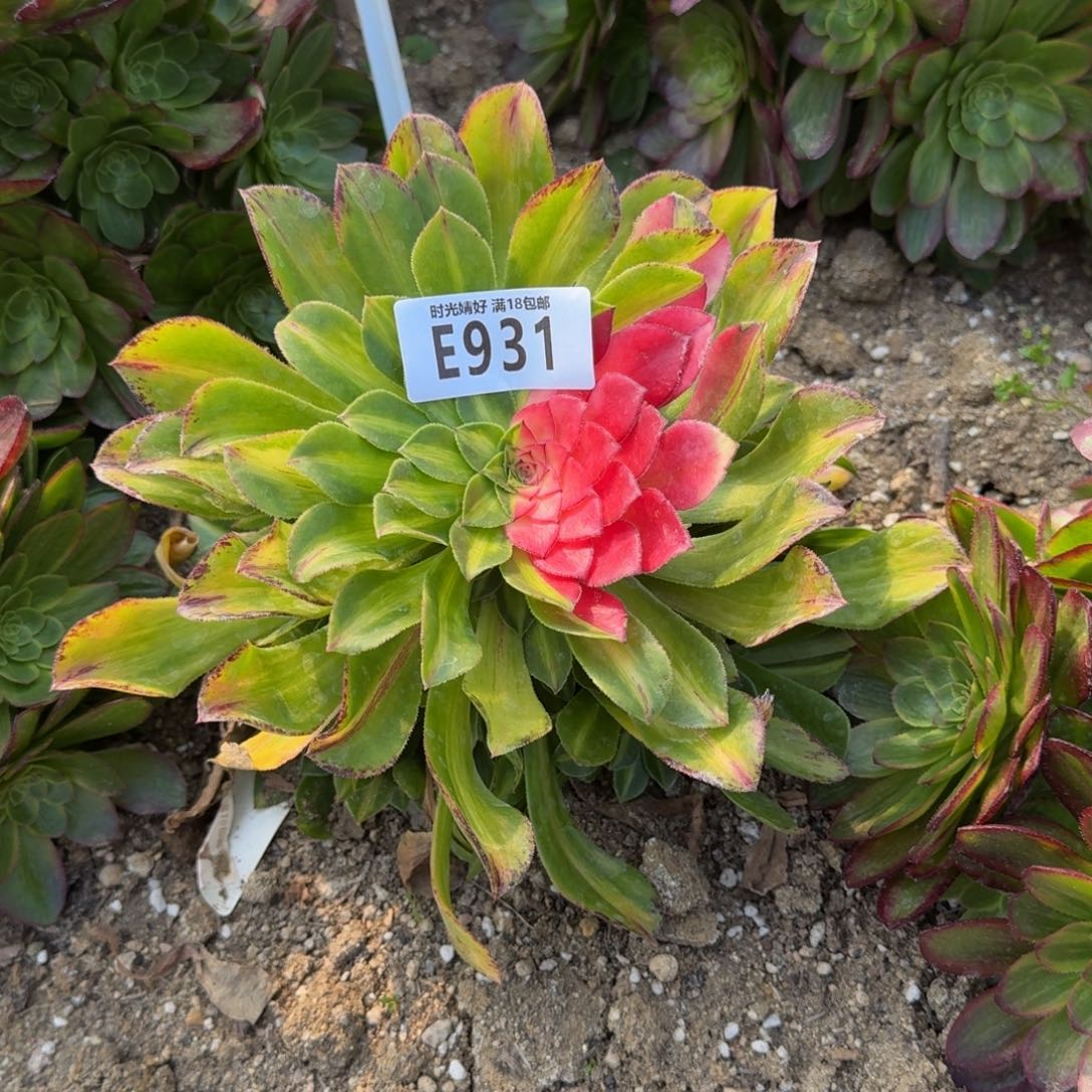 931知否多肉植物