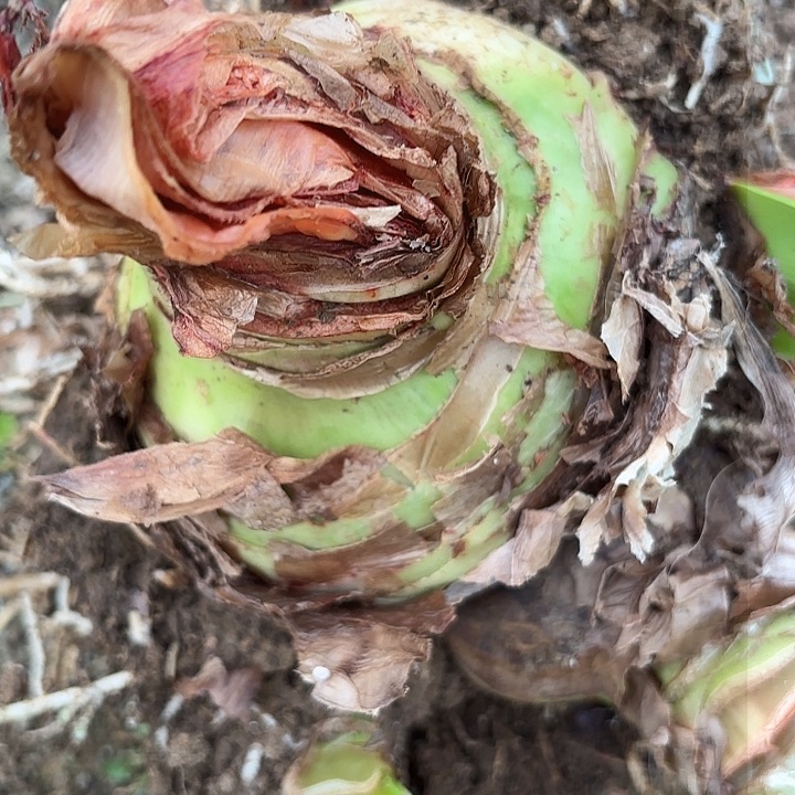 杂交37号开花不售后