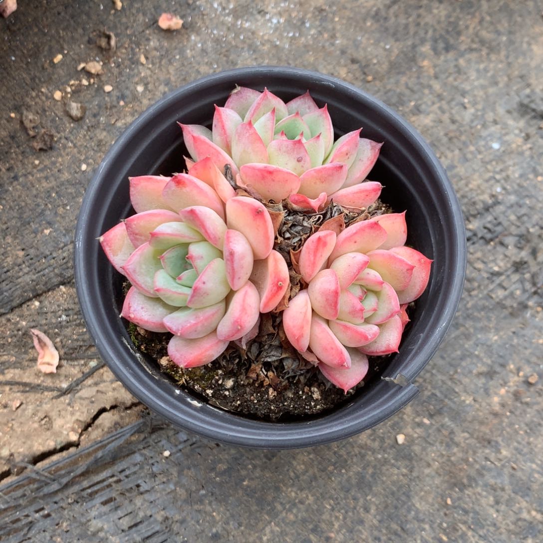 红陶金*贝中饰演过三代一班角色一