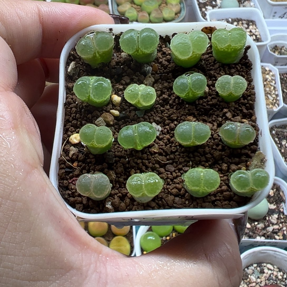 595粉樱1453.9裸根发货