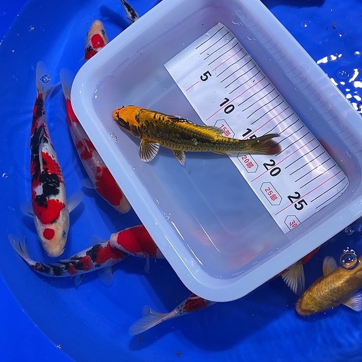 海水鱼锦鲤的繁殖方式