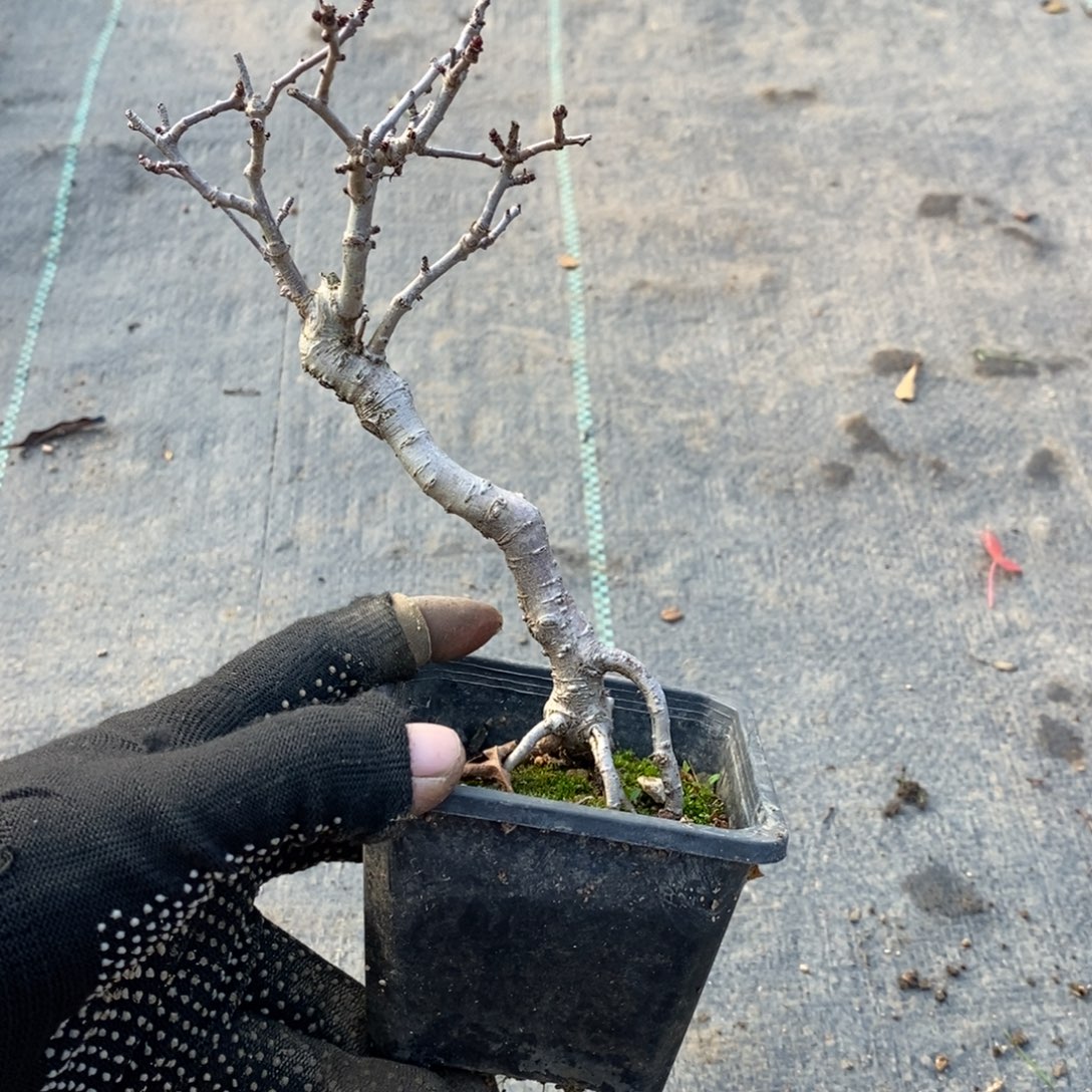 微***蓝无花朵盆景盆景30