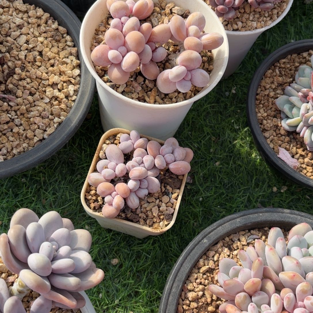 杰***笨奶酪2颗多肉8888888888888