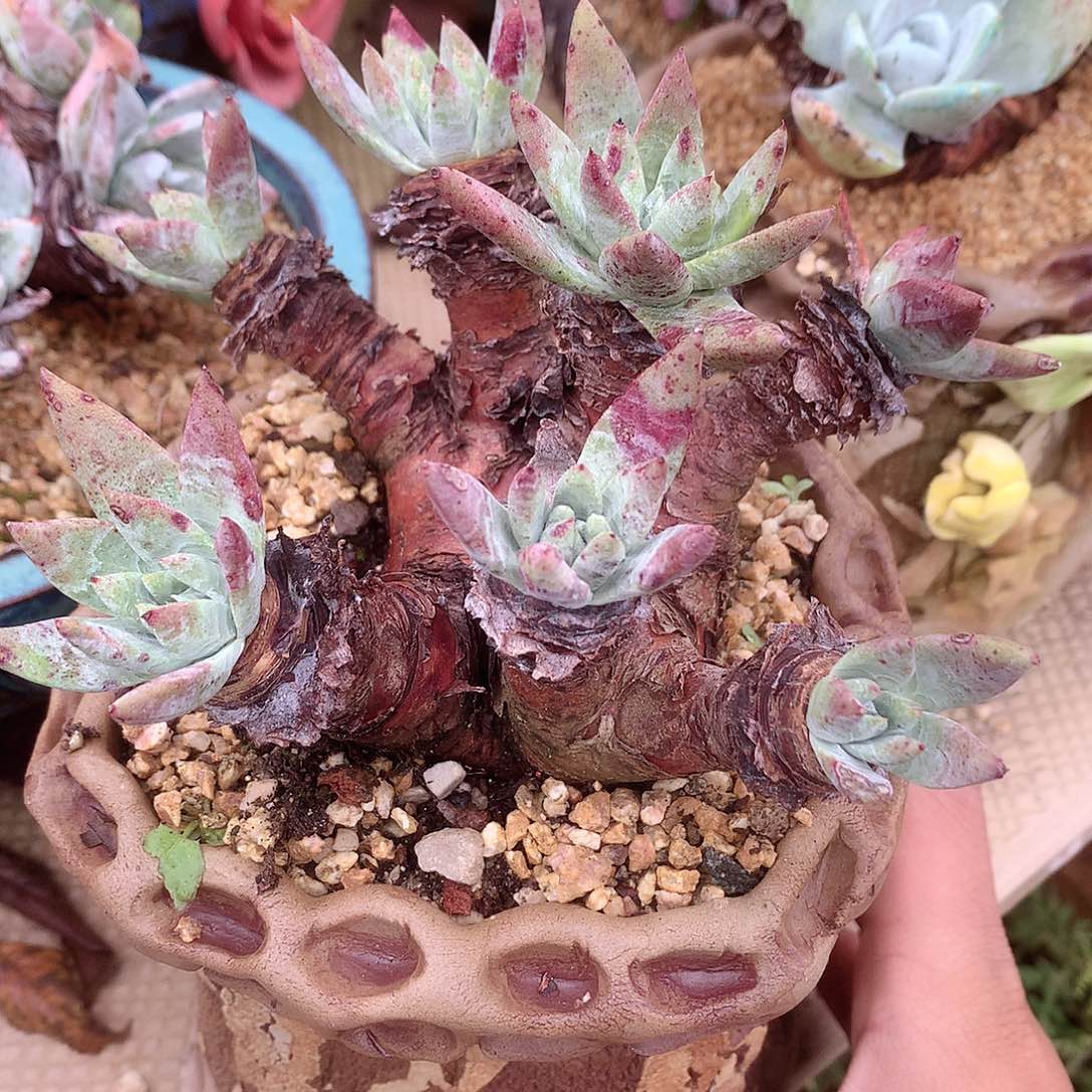 9220老桩白雪仙女杯多肉