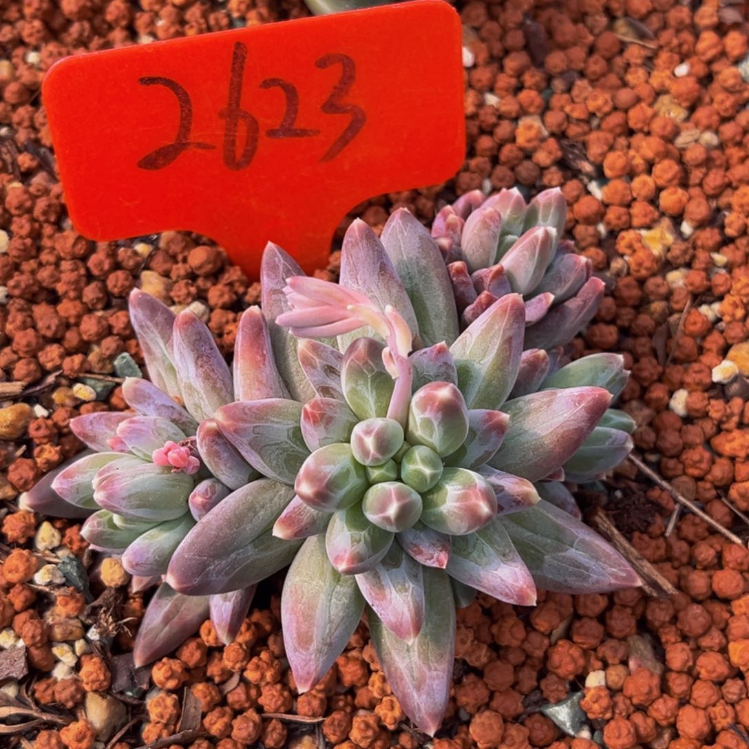 2623号上午多肉植物群生多肉