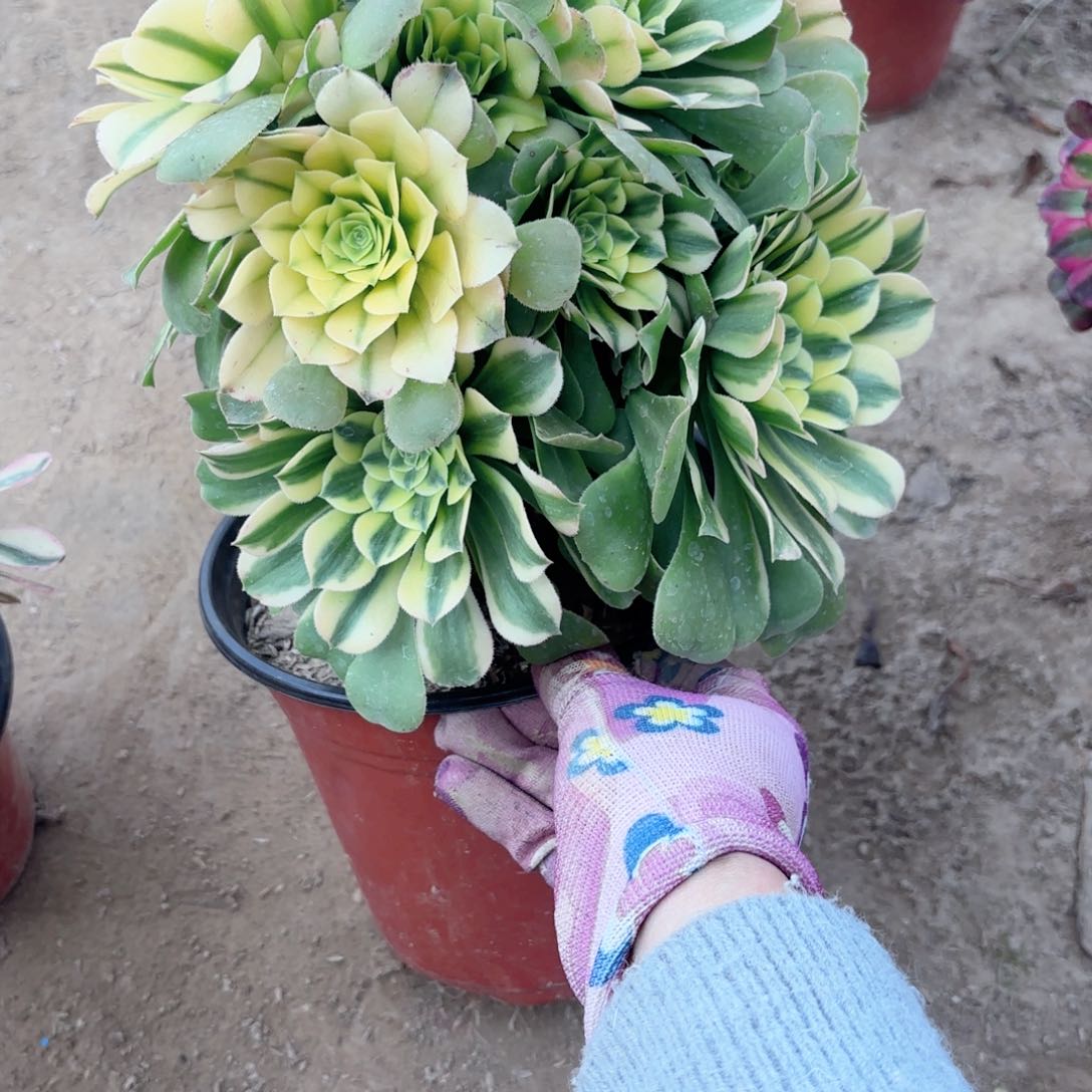 9030有砍辛尼雅多肉